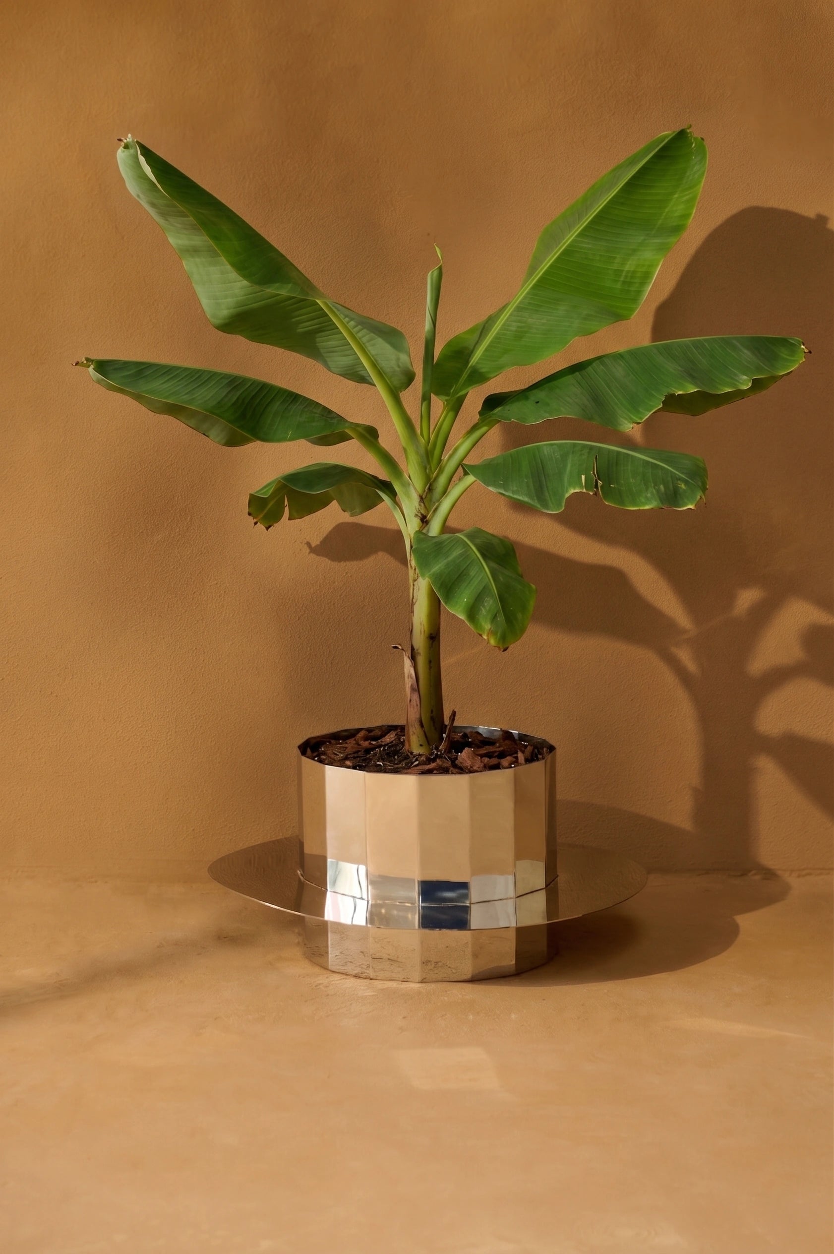 Fern Planter - Short