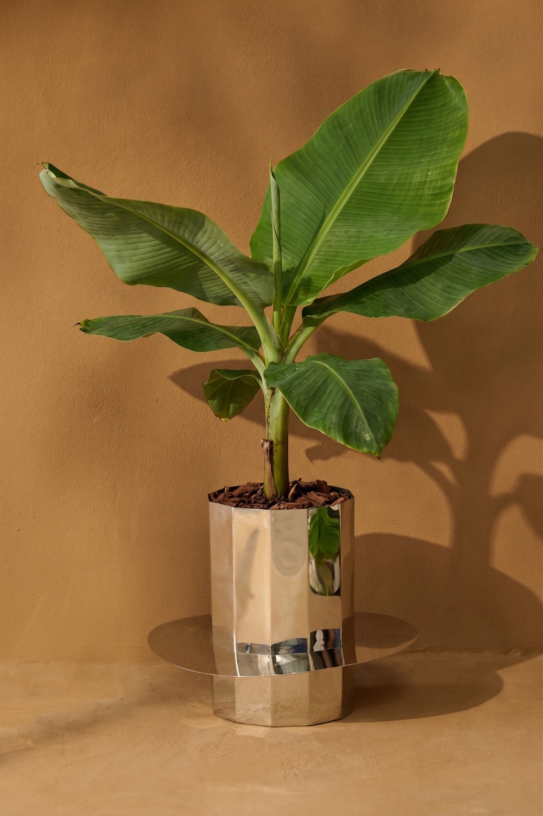 Fern Planter - Tall